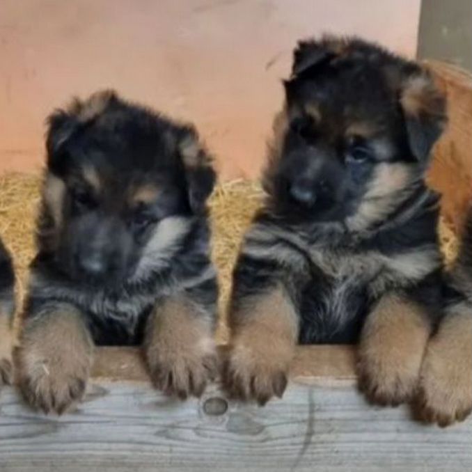 Щенки немецкой овчарки