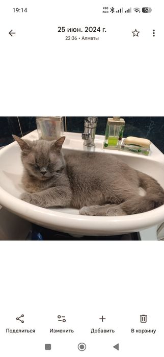 Отдам кота в добрые руки