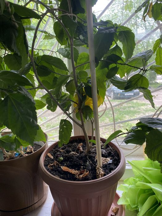 Розы в горшке