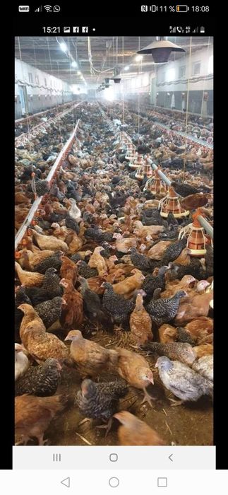 Pui alb de  carne și puii rasa mixta