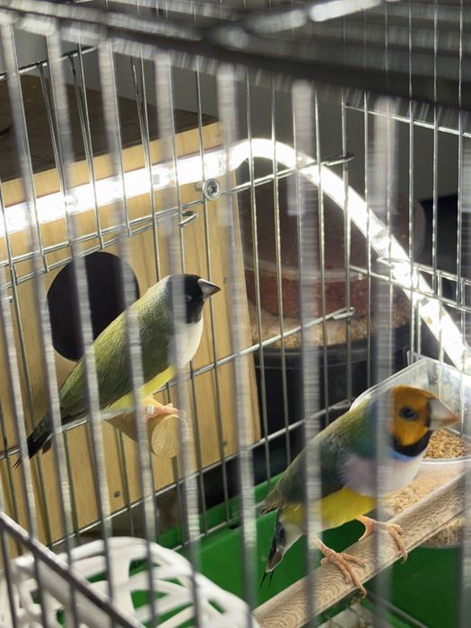 Гульда амадин рабочая пара