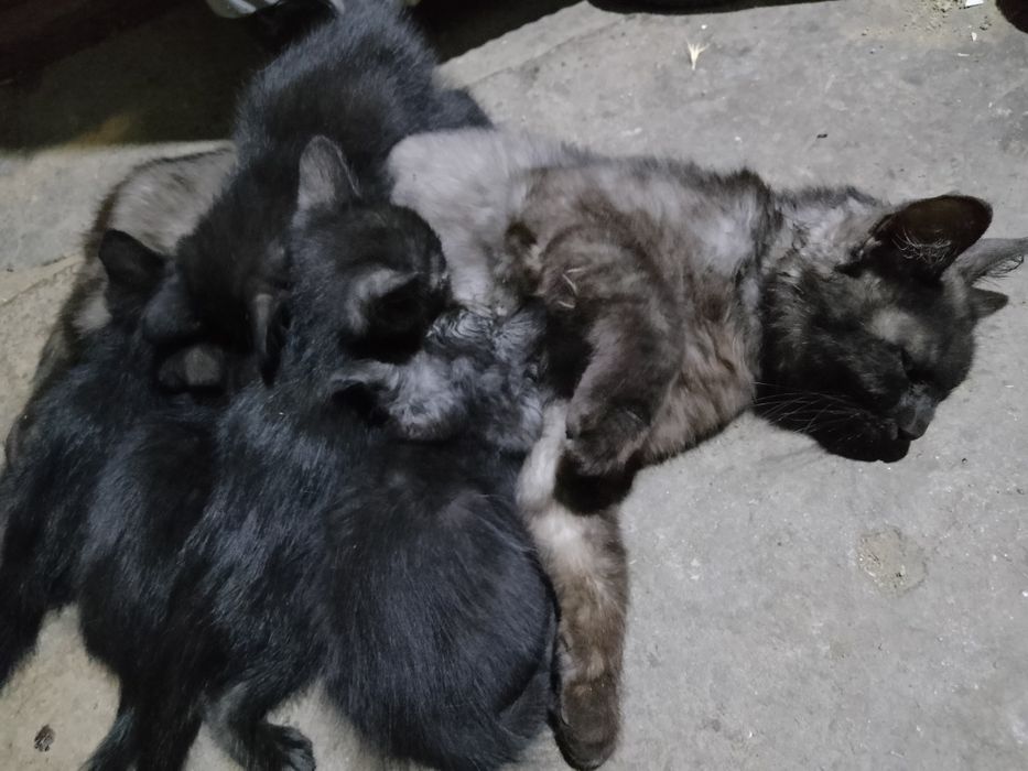 Подарю котëнка в добрые руки