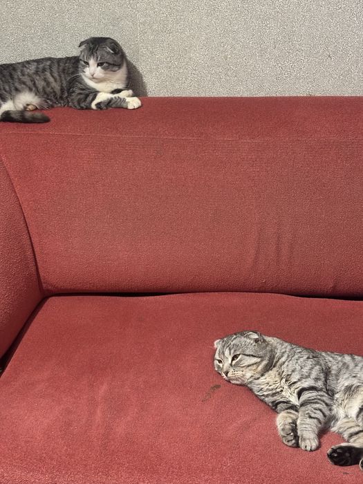 Отдам в хорошие руки.