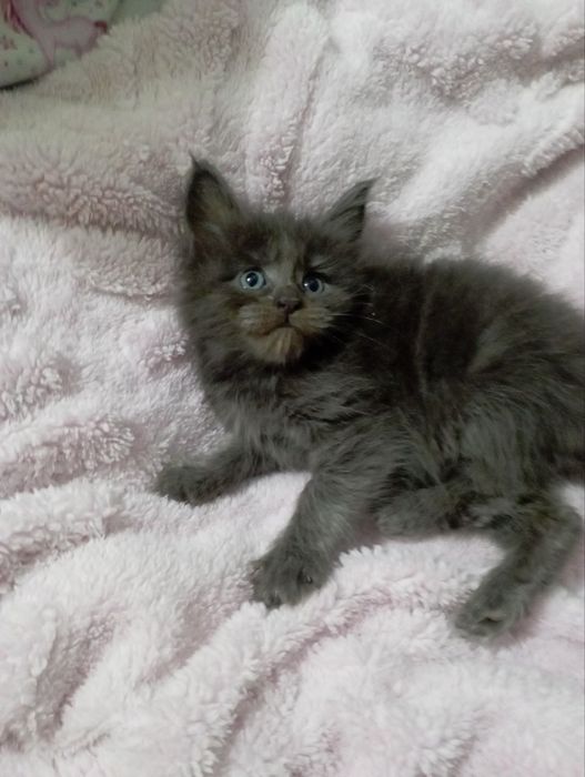 Продаю котят майн-кун