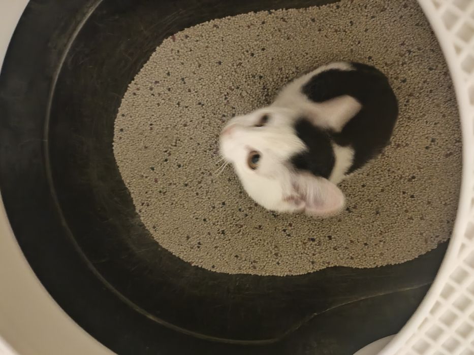 Пристраиваю котенка