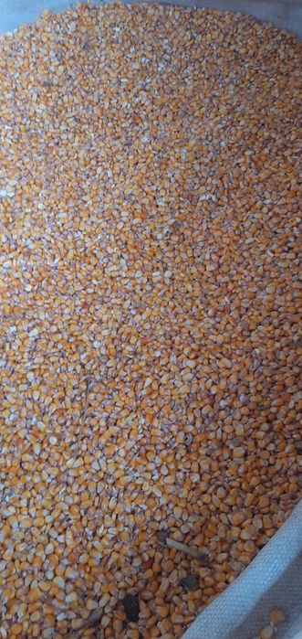 Porumb boabe  anul 2025