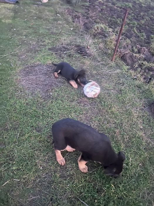 Pui Ciobanesc German