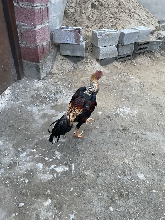 Продается петух бойцовый