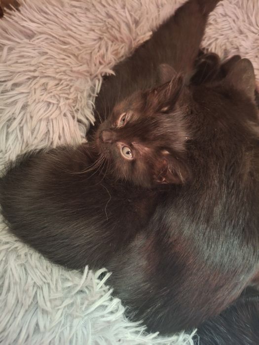 продам котят им 1 мес за 1500