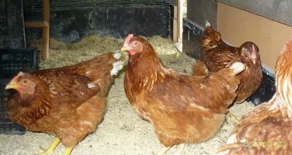 Куры родонит