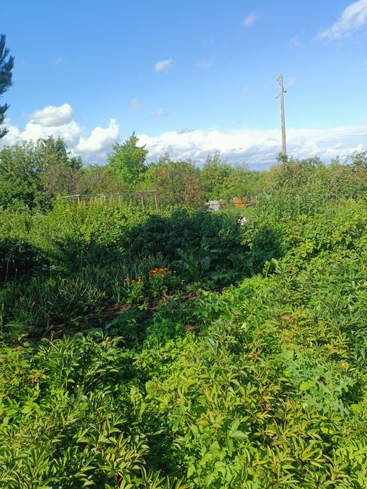 Дача пионер лагеря