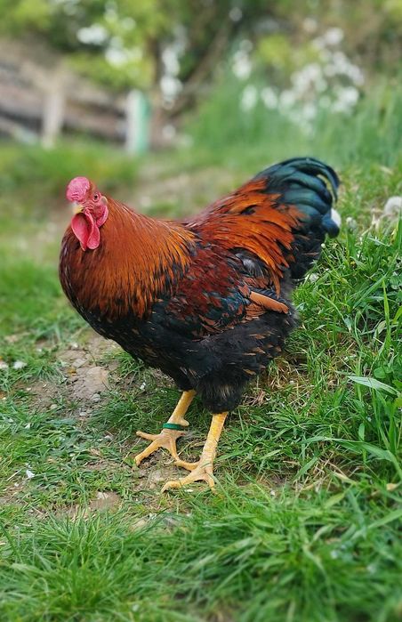 Cocos Wyandotte Auriu Negru