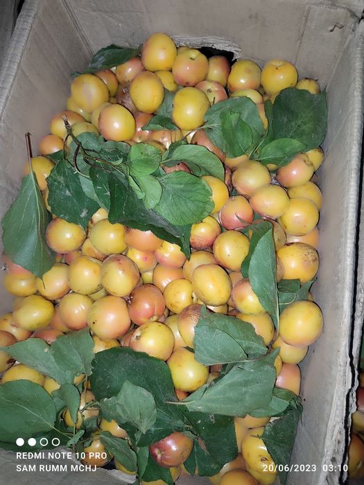 Урик перитса рубитса йубле курсодик вандеркот ва бошка сортлари бор