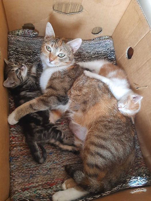 Две малки мъжки котарачета търсят нов дом