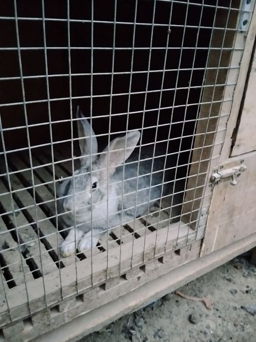 Quyonlar va maxsus quyon qafasi sotiladi  Quyonlar va kletka