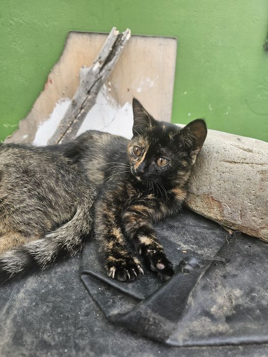 Отдам котят бесплатно