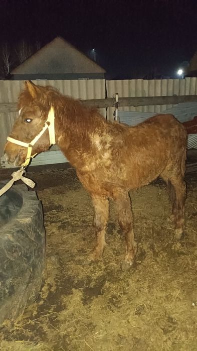 Продам кабылку жабагы ургашы