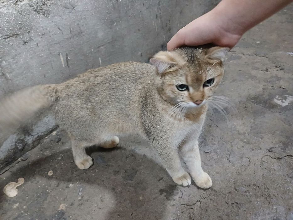 Срочно кошка продается