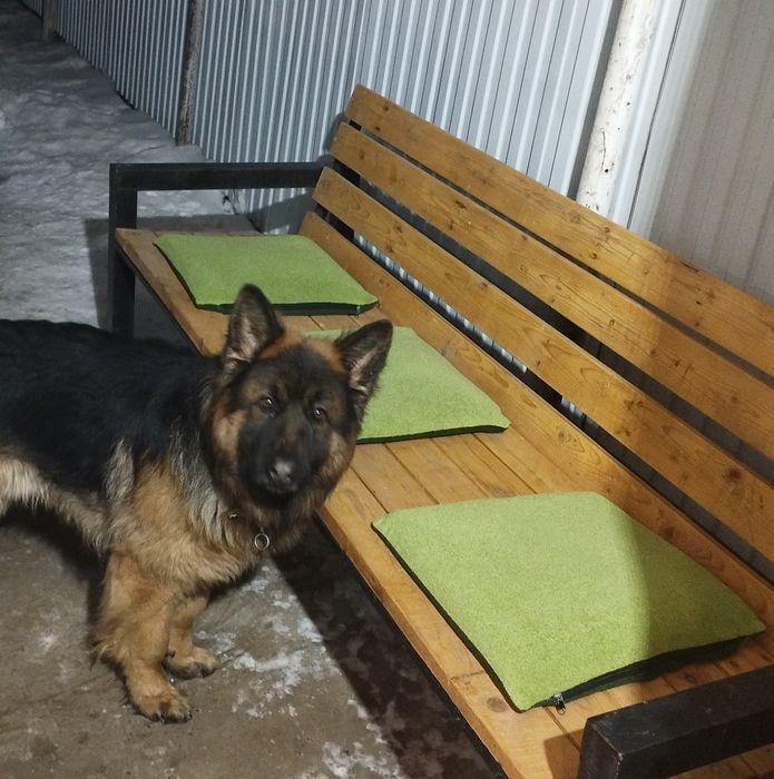 Вязка ,немец -10 000