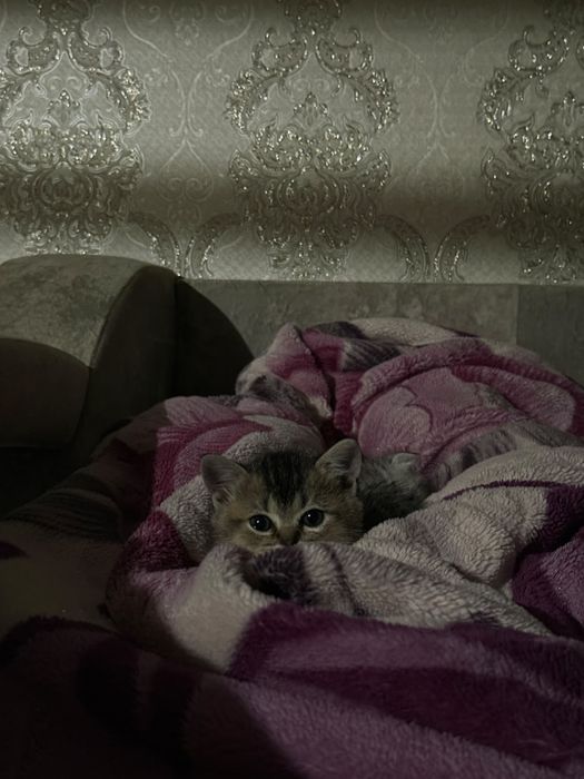 Продается котенок