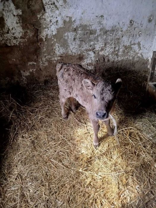 Отдам телёнка беспалтно