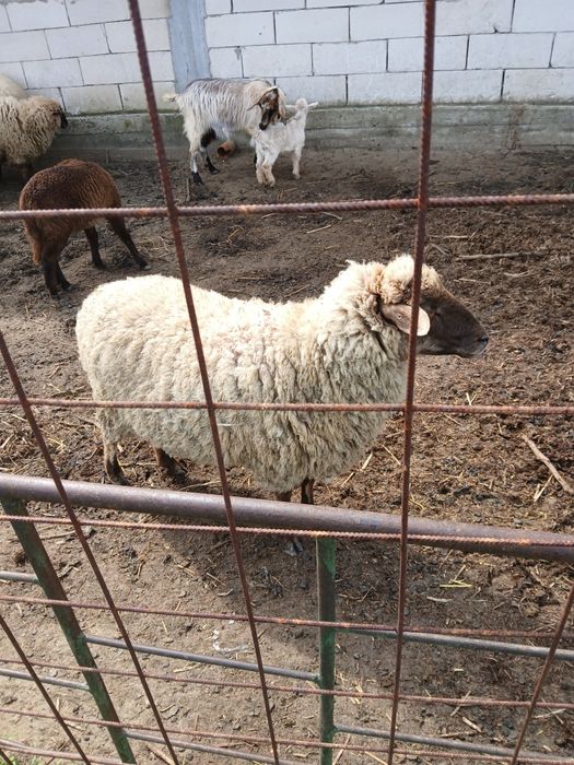 Vind trei oi și un berbec mior