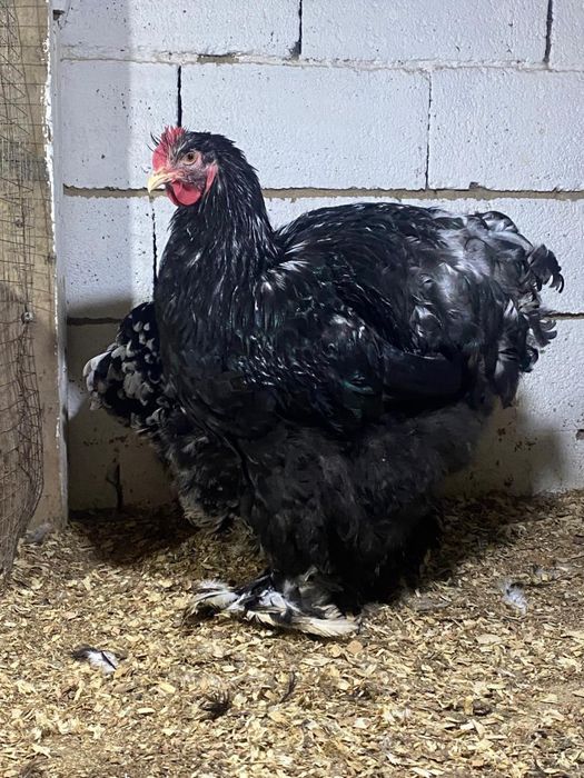 Кохинхин кохинхин