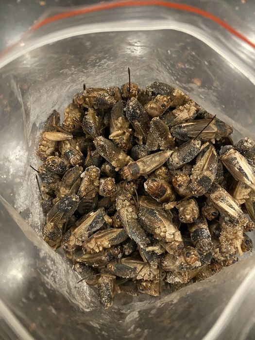 Сверчки банановые имаго