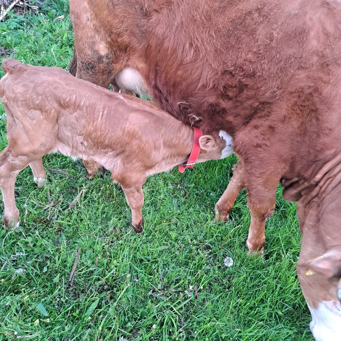 Vând vaca cu vitica