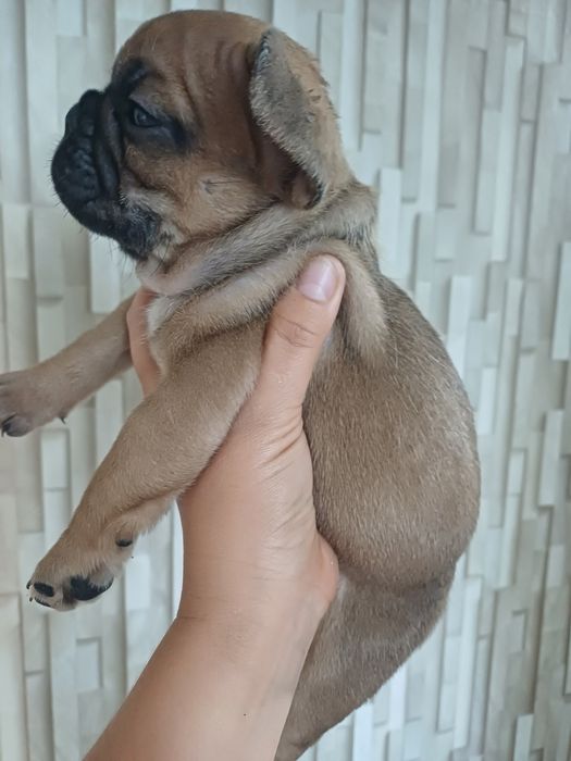 Щенки французского  бульдога