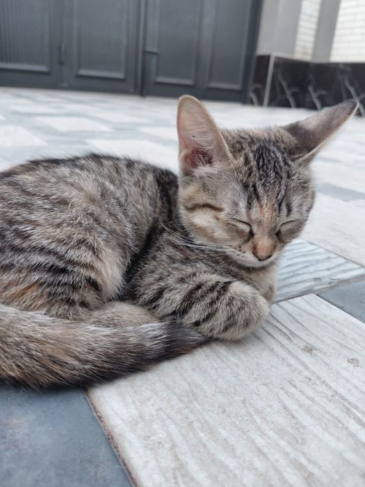 Отдаю котят в хорошие руки