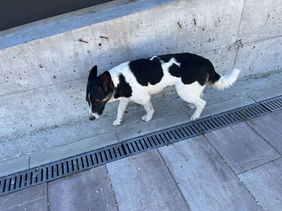 Donez catelusa jack russell sterilizata, are 8 luni