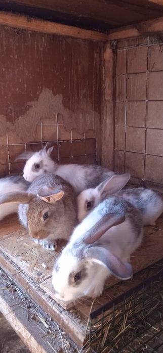 Кролики 1,5 месячные