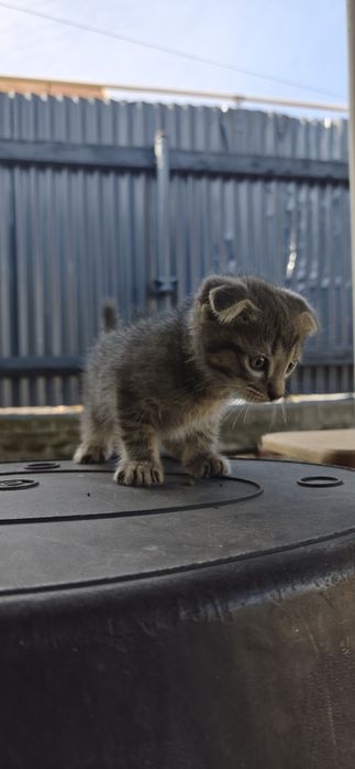 Отдам котят в хорошие руки