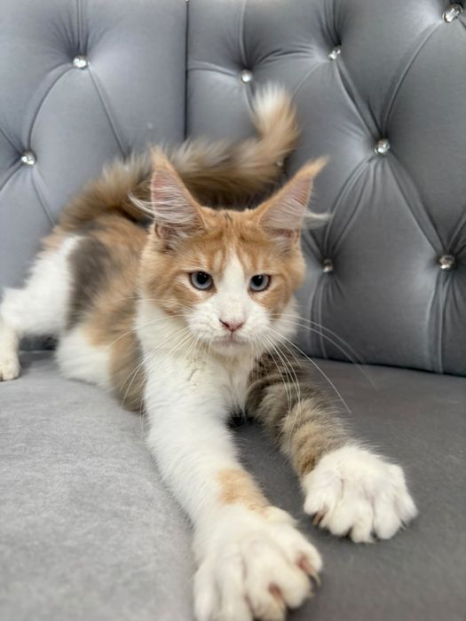 Fetita maine coon