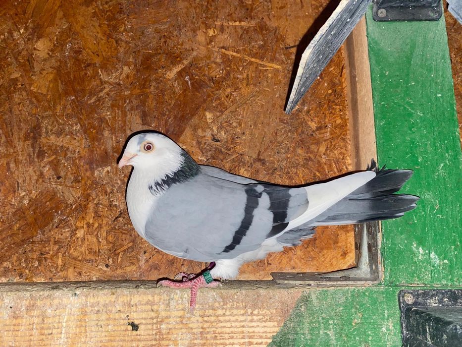 Porumbei jucatori galateni