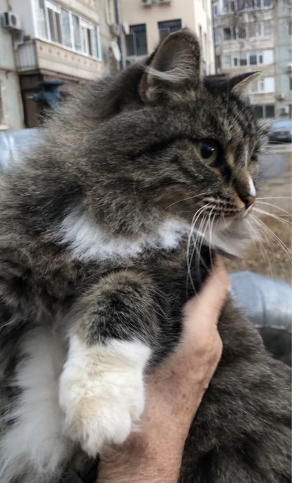 Любимые животные