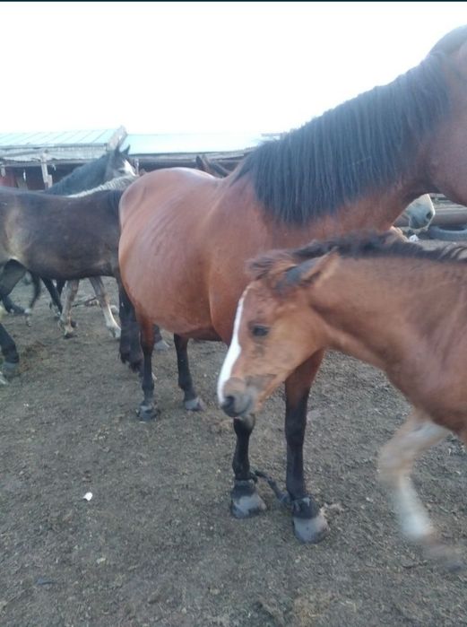 Продам телёнка с 3 кобылами