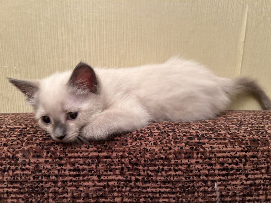 Сиамская кошечка