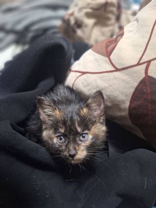 Кошечка в хорошие руки