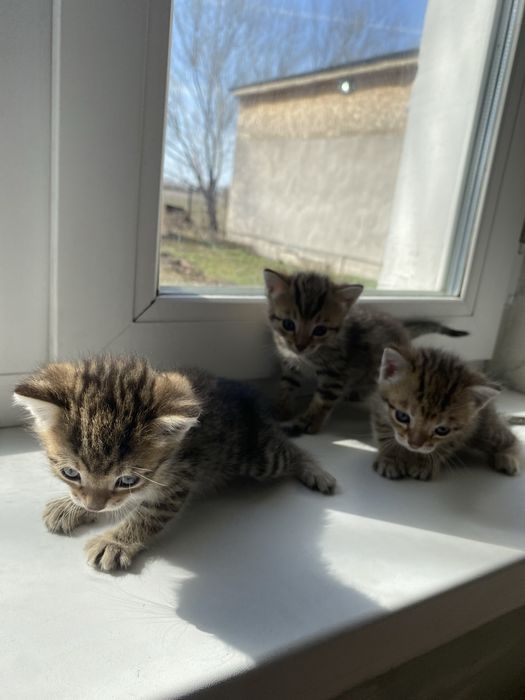 Отдам котят в добрые руки