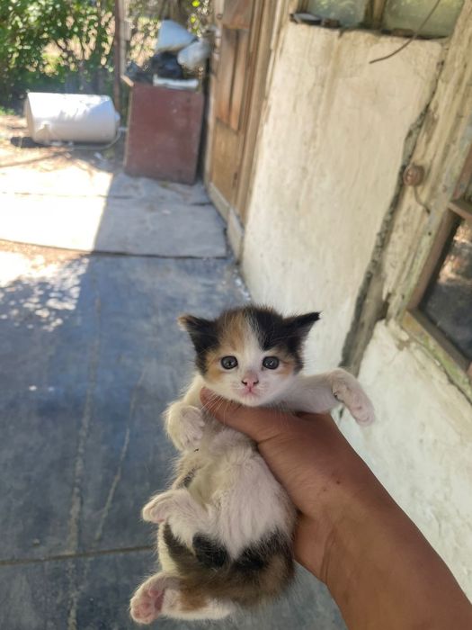 Отдам котят в хорошие руки