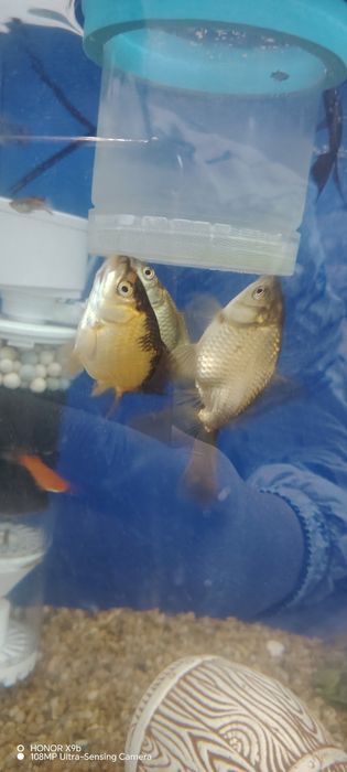 Аквариумные рыбки