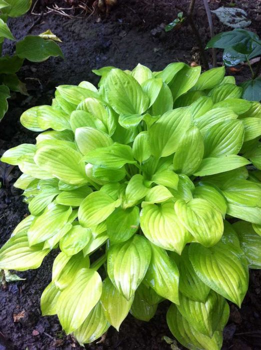 хосты -многолетние растения более 10 сортов