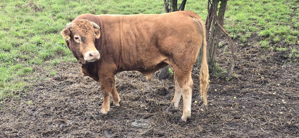 Taur vitel LIMOUSINE