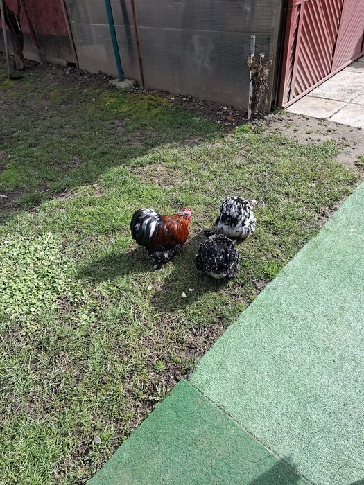 Vand găini Cochin pitic