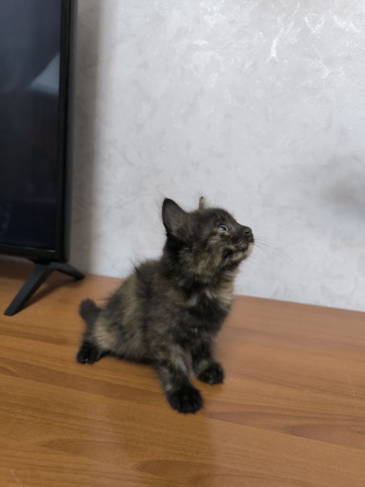Отдам даром в добрые руки котят