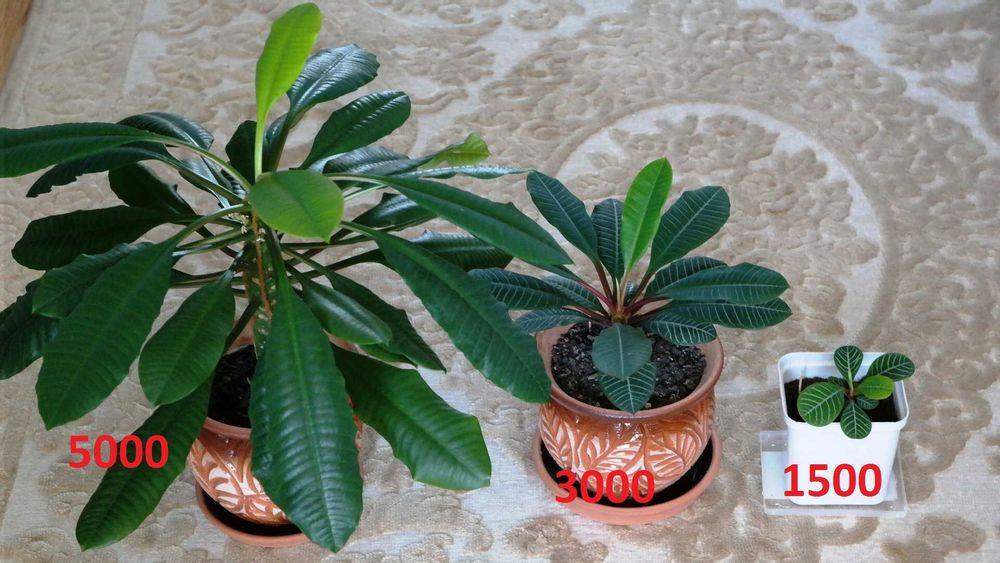 Цветы декоративные - РАСПРОДАЖА