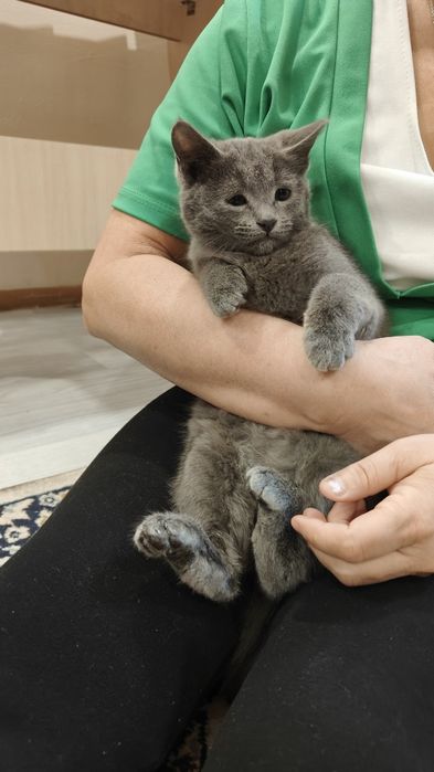 Отдадим срочно котёнка