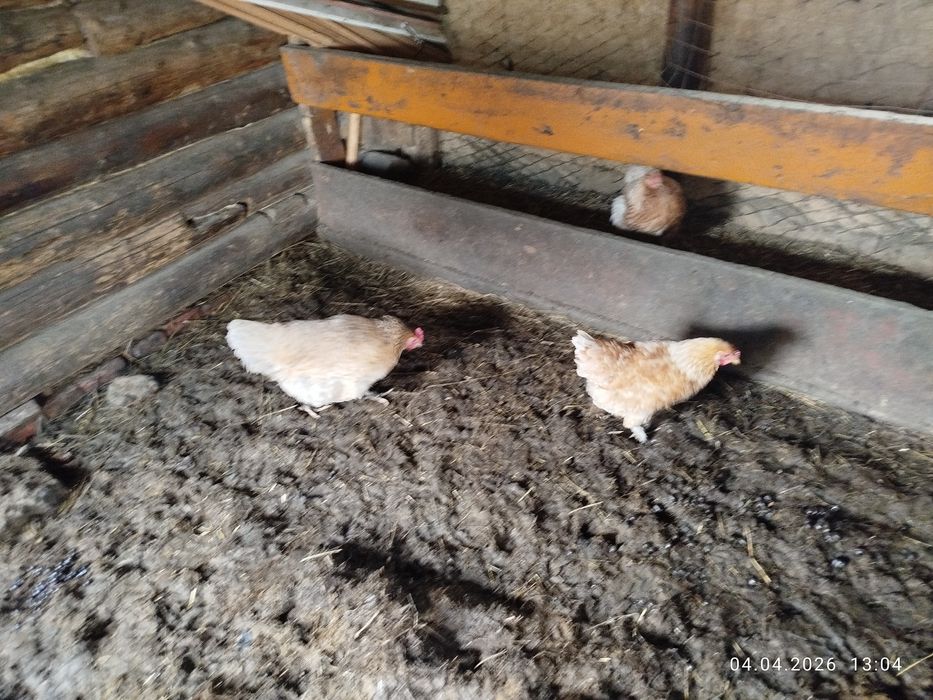 Продам кур домашние продам кур